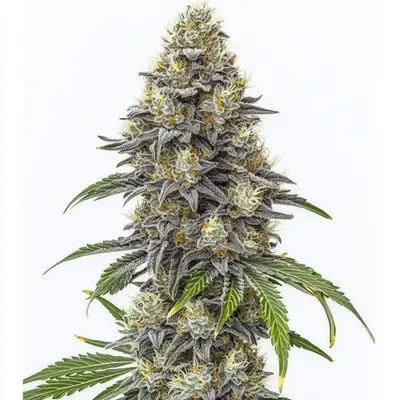 Amnesia Lemon Cake Boom cannabis seeds