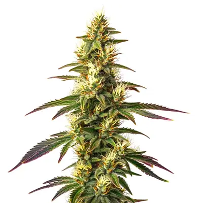 Amnesia Lemon Fast Version cannabis seeds