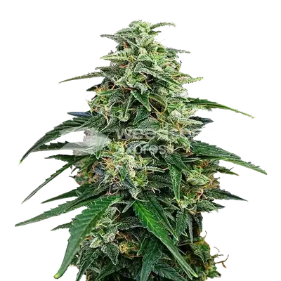 Amnesia Lemon Kush cannabis seeds