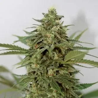 Amnesia Lemon Pie cannabis seeds by Garden of Green