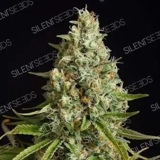 Amnesia Lemon cannabis seeds by Barney's Farm
