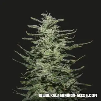 Amnesia Molotov cannabis seeds