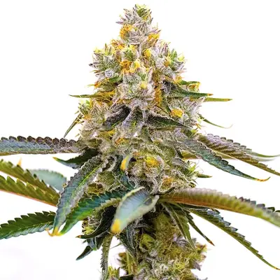 Amnesia Purple cannabis seeds by Blimburn Seeds