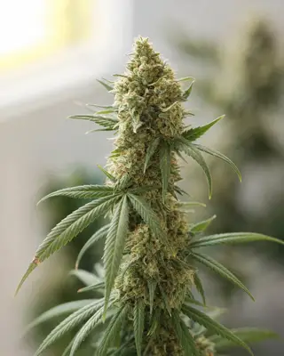 Amnesia Triploid cannabis seeds