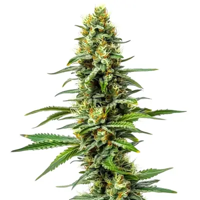 Amnesia x AK 47 cannabis seeds by Blimburn Seeds