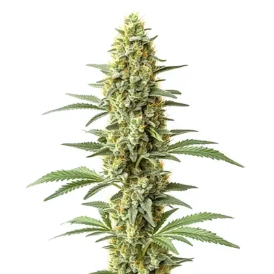 Amnesia x Kali Mist cannabis seeds