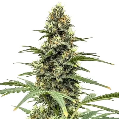 Amnesia x Nicole Kush cannabis seeds