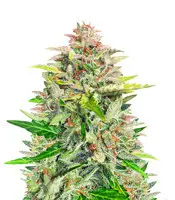 Amnesia Z cannabis seeds