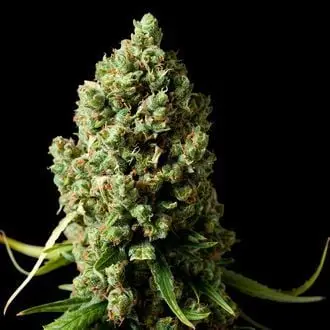 Amnesiac cannabis seeds by Spliff Seeds