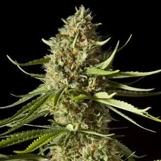Amnesika 2.0 cannabis seeds