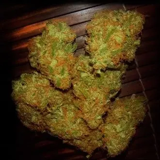 Amnezia VIP cannabis seeds by VIP Seeds