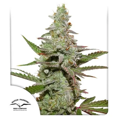 Amsterdam Amnesia cannabis seeds