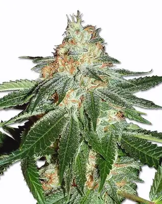 Amsterdam Haze cannabis seeds