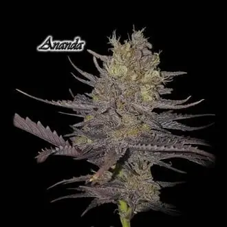 Ananda cannabis seeds by GeneSeeds