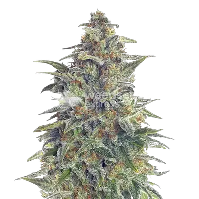 Animal Cookies cannabis seeds