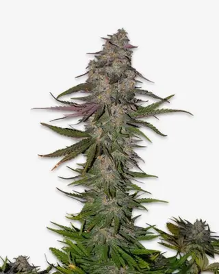 Animal Face cannabis seeds