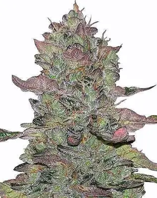 Animal Mints cannabis seeds