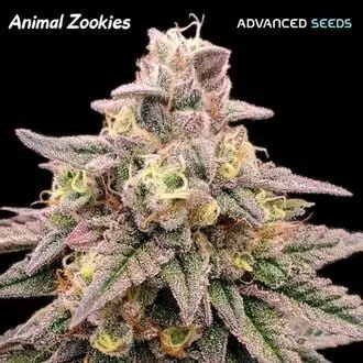 Animal Zookies cannabis seeds