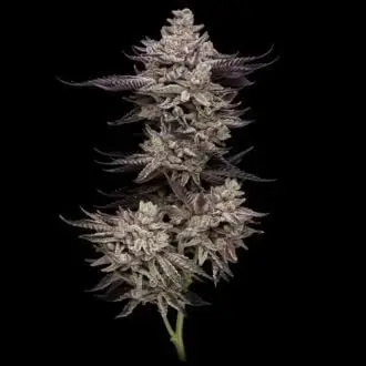 Animorph Mints cannabis seeds by Compound Genetics