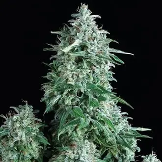 Anubis cannabis seeds