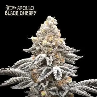 Apollo Black Cherry cannabis seeds by Seedstockers