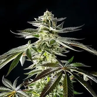 Apple & Bananas cannabis seeds by Kannabia