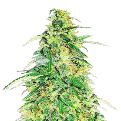 Apple Betty cannabis seeds
