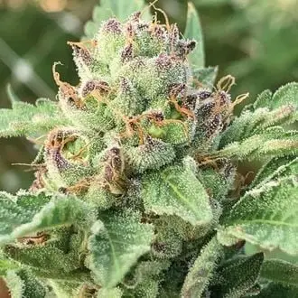 Apple Blossom cannabis seeds by Humboldt Seed Company