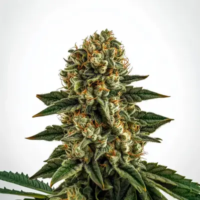 Apple Fritter Fast Version cannabis seeds