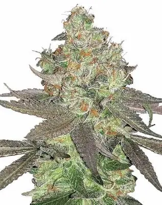 Apple Fritter cannabis seeds