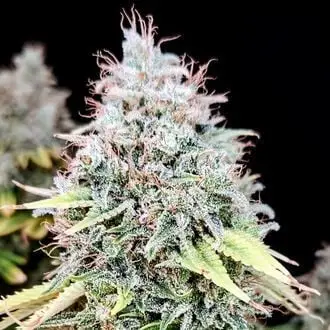 Apple OG cannabis seeds by Pure Instinto