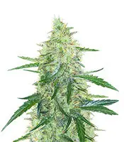Apple Strudel cannabis seeds