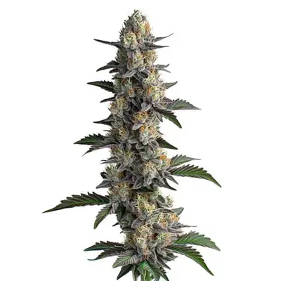 Apples and Bananas cannabis seeds