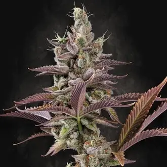 Apricot Candy cannabis seeds