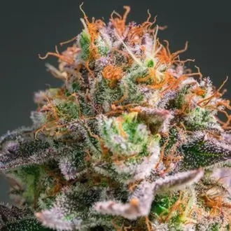Apricot O. cannabis seeds