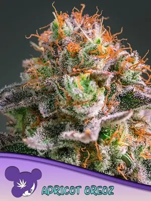 Apricot Oreoz cannabis seeds