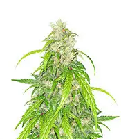 Apricot cannabis seeds