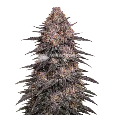 Archive Runtz cannabis seeds