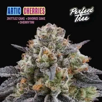 Arctic Cherries cannabis seeds by Perfect Tree