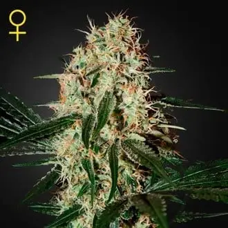 Arjan's Haze 3 cannabis seeds by Greenhouse Seeds