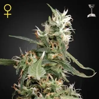 Arjan's Ultra Haze 1 cannabis seeds