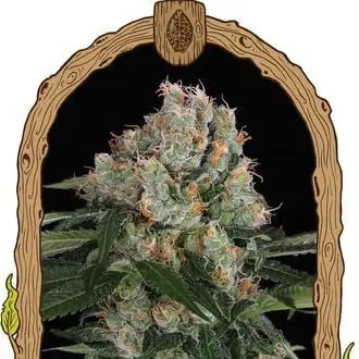 Artic Flurry cannabis seeds by Exotic Seed