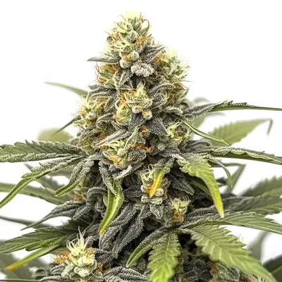 Asian Dream cannabis seeds