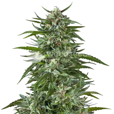 Aspirin OG cannabis seeds