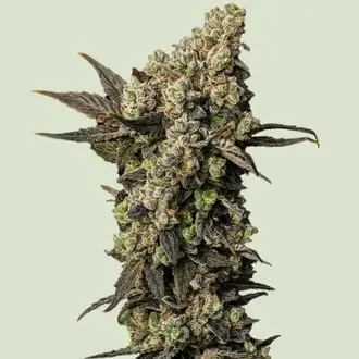 Astro Lemonade F1 cannabis seeds