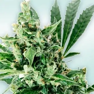 Atlant CBD cannabis seeds by VIP Seeds