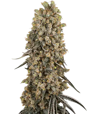 Atomic Blue Dream cannabis seeds