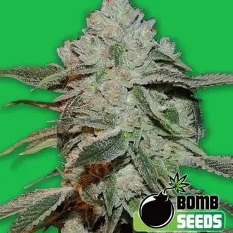 Atomic cannabis seeds by Bomb Seeds