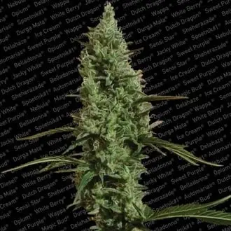 Atomical Haze cannabis seeds