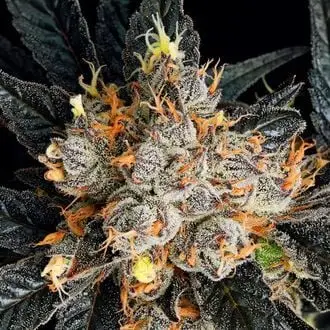 Aura cannabis seeds by Anesia Seeds